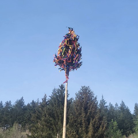 Maibaum, © Daniela Scheffold