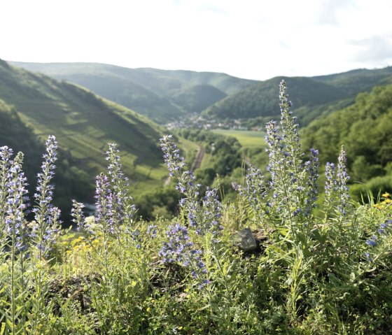 AhrSteig mit Blick-nach-Rech-Saffenburg, © Ahrtaltourismus e.V.