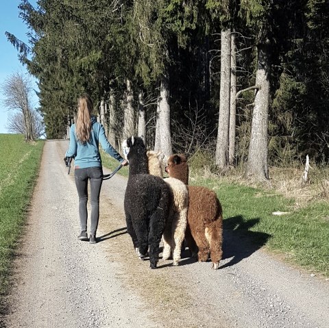 Wanderung in der Hocheifel mit Alpakas , © Mara Terzan 