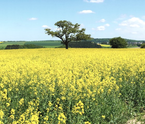 Rapsblüte in der Eifel, © Fotolia