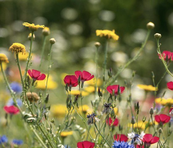 AhrSteig Blumenwiese- Ehlinger-Ley, © Ahrtaltourismus e.V.